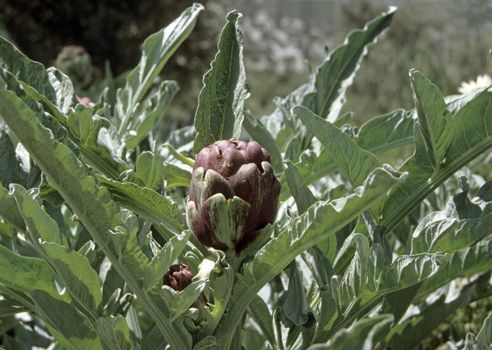 Artichoke plant