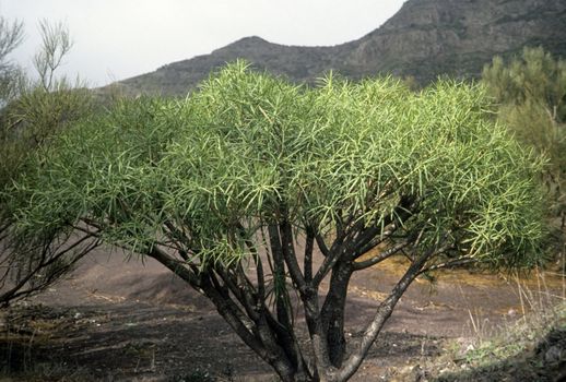 Euphorbia of the Canary Islands