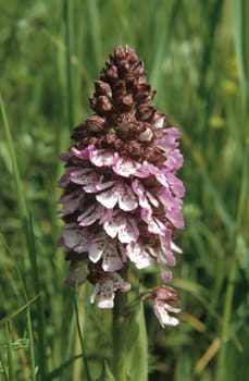 Orchis flower