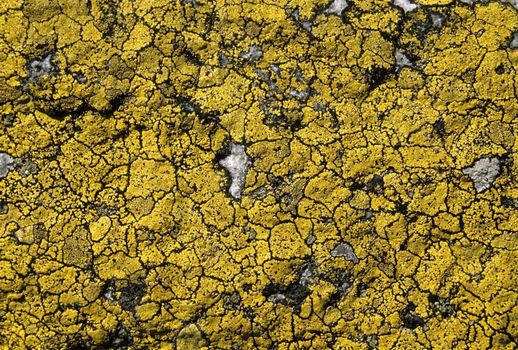 Lichen background