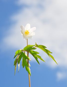 Wood anemone