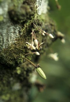 Bloom of cacao