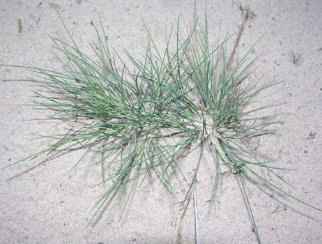 Grey hair grass (Corynephorus canescens)