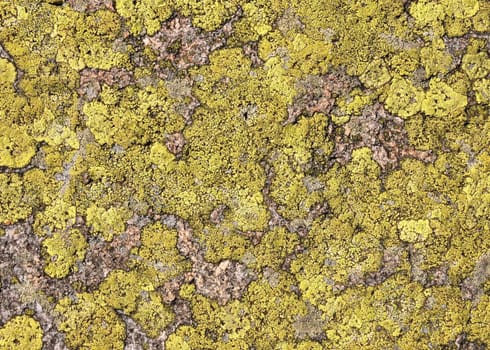 Lichen background