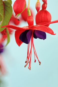 Close up of Fuchsia flower. Shallow depth of field.
