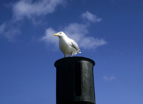 Sea gull