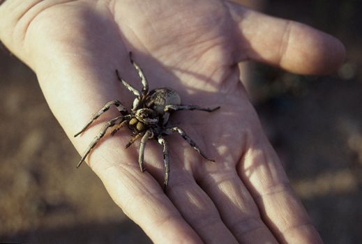Tarantula