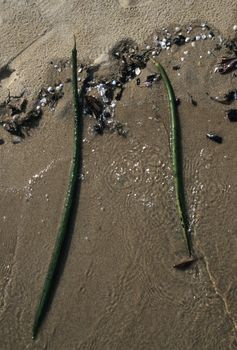 Mangrove seeds (Rhizophora) in Malaysia