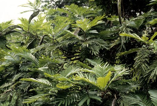 Wild carob tree