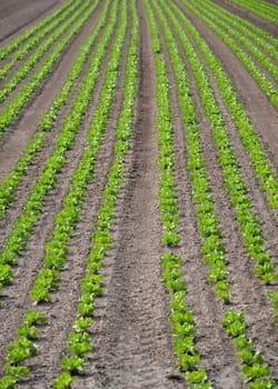 Lettuce field