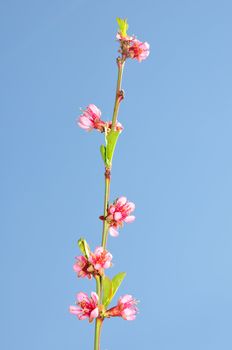 Peach flower (Prunus persica)