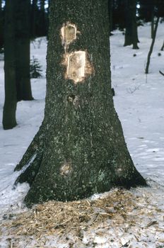 Signs of Black Woodpecker (Dryocopus martius)