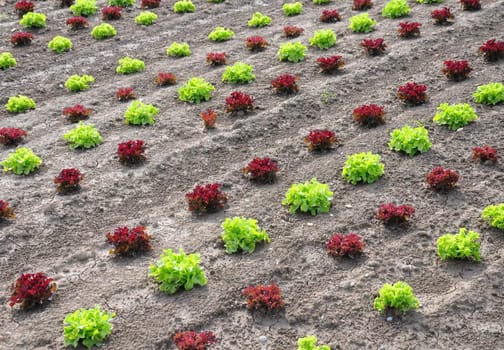 Lettuce field