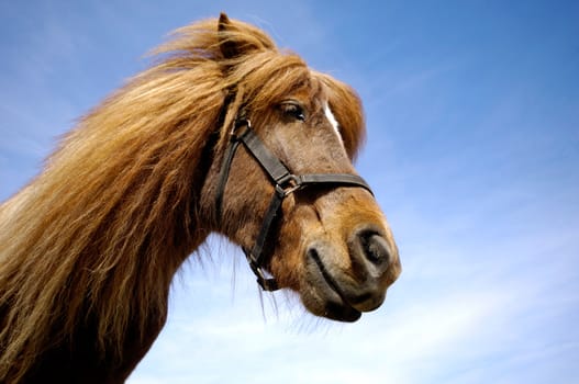 Wide angle shot of horse face in profile. 
