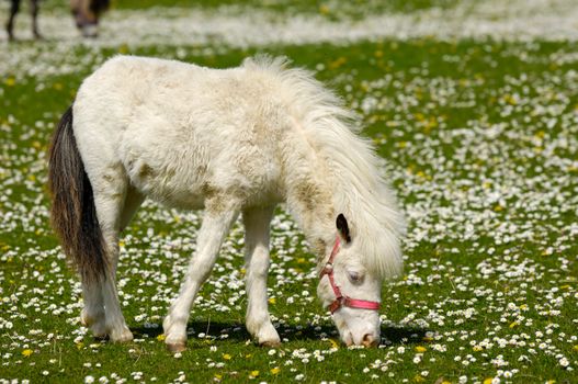 A white young horse is eating green grass on a flower field.