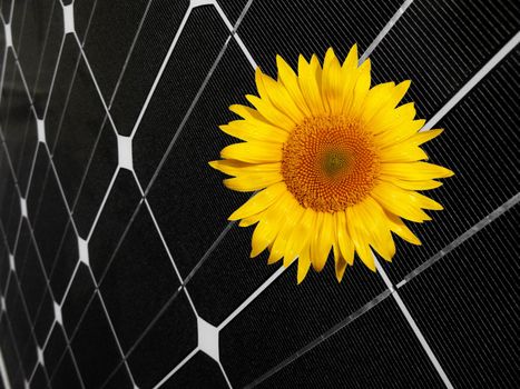 Sunflower on a black photovoltaic panel background