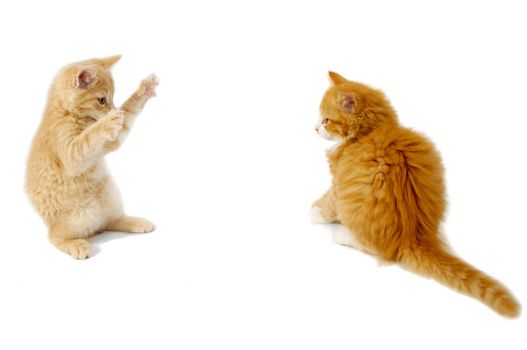 Sweet kittens are just about to fight on a white background.