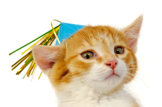 Sweet cat kitten with hat taken on a white background