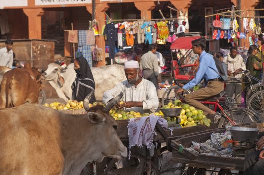 People going about their business in a crowded street, complete with cows, in Jaipur, Rajasthan, India.