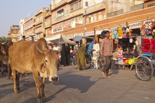 People in a crowded street, complete with cows, in Jaipur, Rajasthan, India.