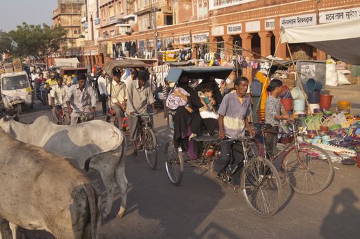 People driving cycle rickshaws down a crowded street, complete with cows in Jaipur, Rajasthan, India.