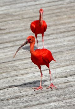 Two red scarlet ibis walking on a wood floor