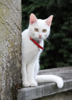 White young cat sitting on a wall and looking at the photographer