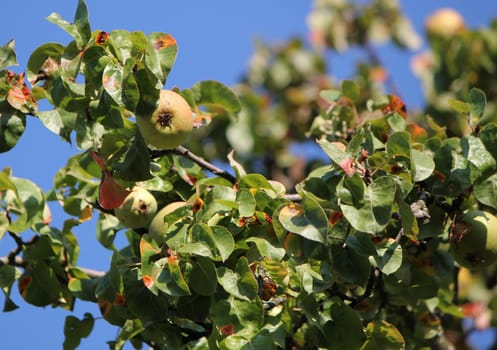 Close up of an apple tree branch by beautiful weather