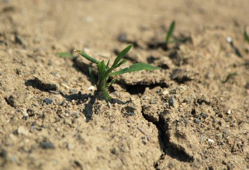 Small green plant growing on a dry desert ground