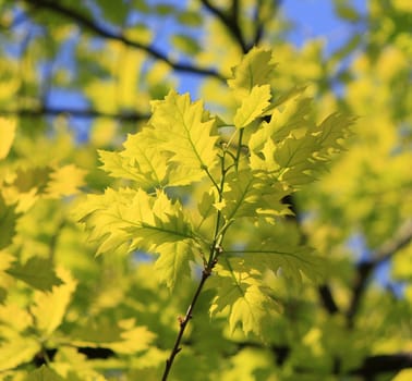 Close up of oak leaves by beautiful weather