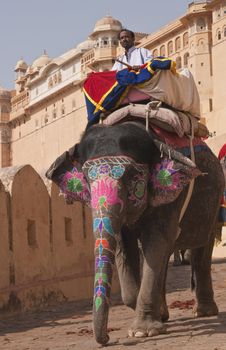 Decorated elephant descends from Amber Fort in Jaipur, Rajasthan, India.