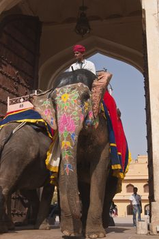 Mahout riding a decorated elephant at Amber Fort in Jaipur, Rajasthan, India.