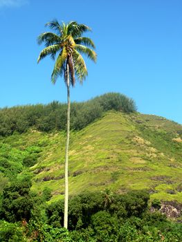 Palm tree on a crystal clear day in Tahiti.