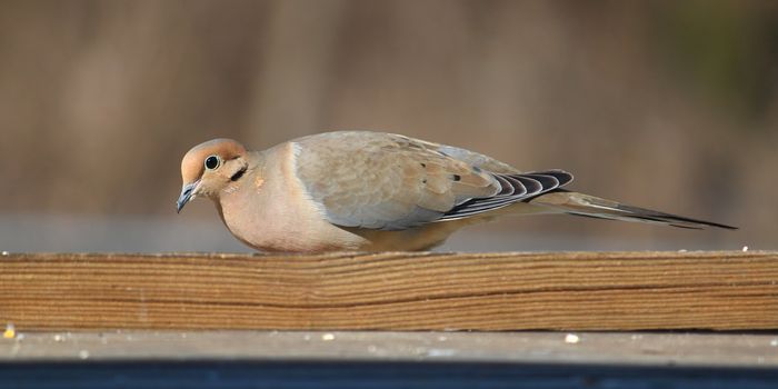 Mourning Dove (Zenaida macroura) sits on a bench in midwestern United States.