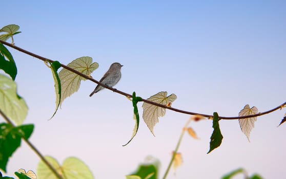Dark-sided Flycatcher, a small bird sitting on a branch