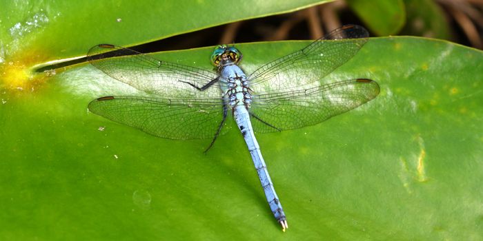 An Eastern Pondhawk Dragonfly (Erythemis simplicicollis) resting on a lily pad in central Florida.