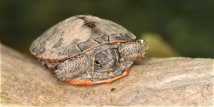 Baby Painted Turtle (Chrysemys picta) coming out in spring in Illinois.