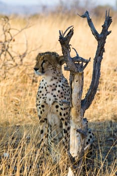 An erect cheetah alertly scans the horizon for its next prey