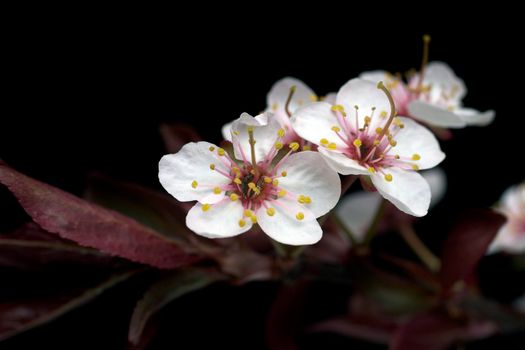 Plum Tree Blossom Isolated on Black