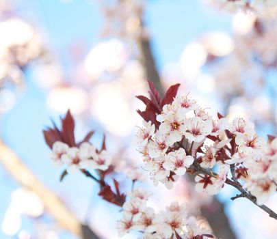 Blossoming Plum Tree in the Spring