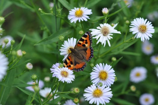 butterfly eats nectar of garden camomiles. July, the Central Russia