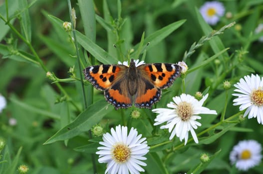 butterfly eats nectar of garden camomiles. July, the Central Russia