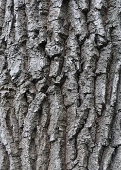 Close up of old rough oak bark background