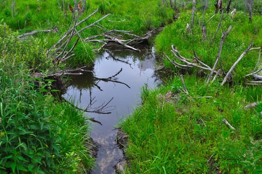Grassy marshy creek with snags