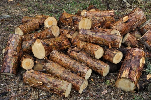 Pile of wet pine chocks on the ground
