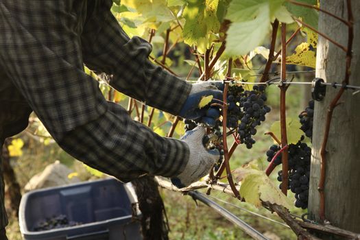 harvesting of wine grapes