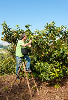 Agricultural worker during the loquat harvest season