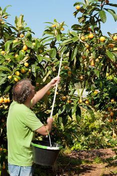 Agricultural worker during the loquat harvest season