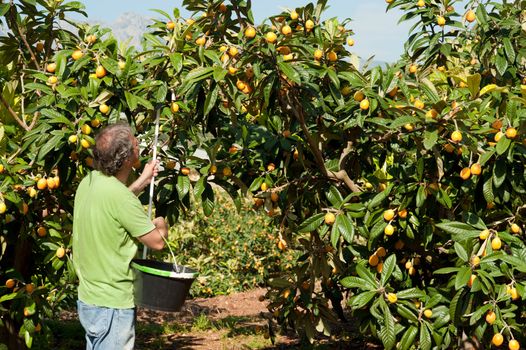 Agricultural worker during the loquat harvest season