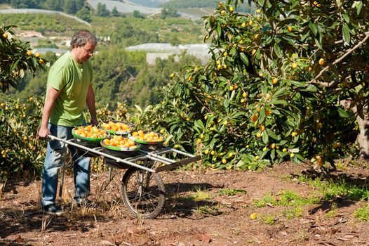 Agricultural worker during the loquat harvest season